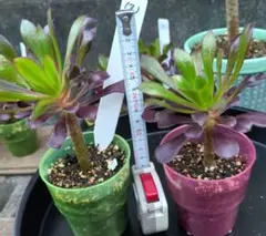 【みっちゃん様専用確認用】⑶多肉植物　黒法師　小さめ　抜き苗　2苗セット