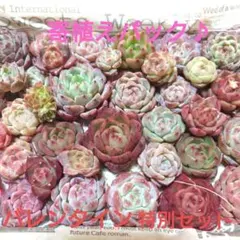 fバレンタイン特別セット♡多肉植物カット苗☆寄植えセット☆限定