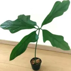【/様ご専用品】アンスリウム他おまとめ☆のサムネイル