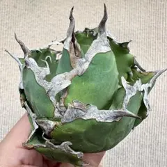 Lj_plants】L893アガベ チタノタ 白鯨 極上強棘株 - メルカリ