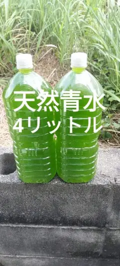 グリーンウォーター4リットルメダカの稚魚飼育のサムネイル