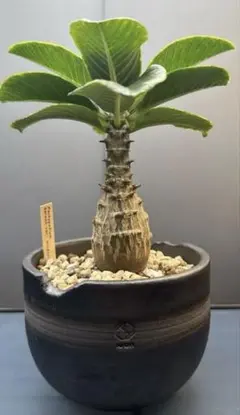 N/OH ノウ　グデア　PRIMITIVE POT S　鉢　リッチブラック N/OH ノウ グデア PRIMITIVE POT S 鉢 リッチブラック CATEGORY