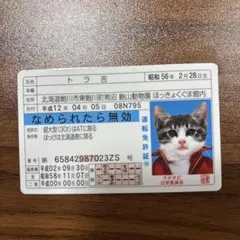 なめ猫　免許証　25周年記念　限定 Amazon.co.jp: なめ猫 免許証 25周年記念 限定 : ペット用品