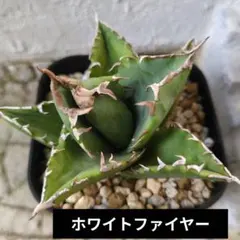 アガベ】ホワイトファイヤー 白焔 大株ボールタイプ※同等品送付 - メルカリ