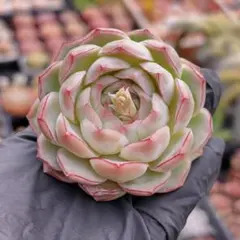 sun.30様 リクエスト 2点 まとめ商品