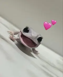 いきもの大図鑑レプティレオパードゲッコー ブリザード