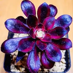 多肉植物 ⭐️アエオニウム シャネル⭐️韓国苗育成 抜き苗 d98 - メルカリ