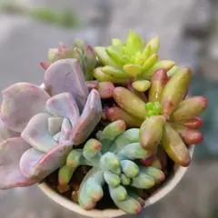 8. 多肉植物 カット苗セット 寄せ植え 詰め合わせ ♦︎プリズム