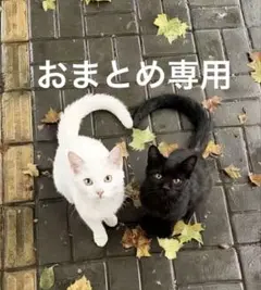おまとめ専用⭐︎