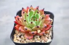 ❣️オーストラリア キャプテンヘイ❣️現品 エケベリア 寄せ植え 多肉弁当 多肉植物 ❣️オーストラリア キャプテンヘイ❣️現品 エケベリア 寄せ植え 多肉