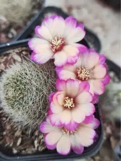 貴重実生品種‼️花サボテン ロビビア 開花カキコ1個 - メルカリ