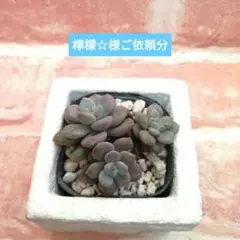 檸檬☆様ご依頼分 苺大福他 多肉