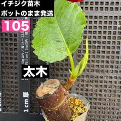 105 イチジク苗木 太木 ポットのまま配送のサムネイル