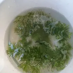 マツモ 水草　浮草　6本　13cm以上　メダカの産卵床。アオウキクサ付のサムネイル