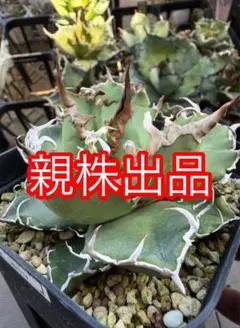 アガベ 鉢植発送 シーザー かげろう陽炎ボール型 極上血統 スペシャル