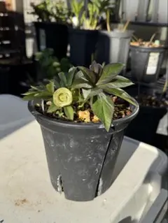 2026年最新】クリスマスローズリトルビーストの人気アイテム - メルカリ