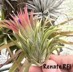 Tillandsia Apalala Regal 速達発送 - メルカリ