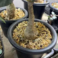 アデニウム Black Sheep 黒花 開花中・蕾 塊根植物 5号 約45cm - メルカリ