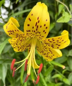 山野草 黄金オニユリ 3球