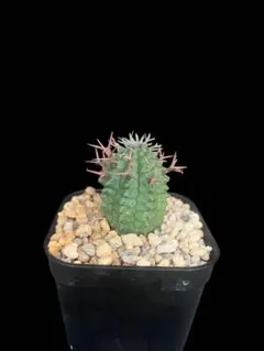 2026年最新】群星冠 メスの人気アイテム - メルカリ