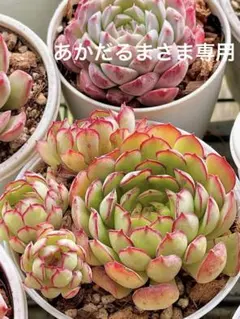 2026年最新】カトービンセントの人気アイテム - メルカリ