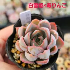 大人気！毒りんご交配♪　実生苗 白雪姫×毒りんご（自家交配) 多肉植物のサムネイル