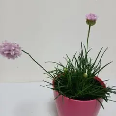 KIKO様 リクエスト 2点 まとめ商品