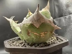 アガベ オアハカ　現地球株　胴切り天 アガベ オアハカ 現地球 アガベ オアハカ 現地球 ワイルド