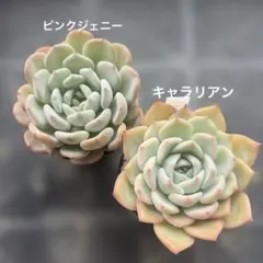 フラミンゴ様 リクエスト 2点 まとめ商品