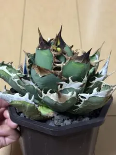 2026年最新】アガベ オアハカ 現地の人気アイテム - メルカリ