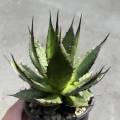 2025年最新】ホリダ アガベの人気アイテム - メルカリ