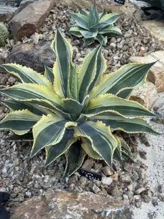 2025年最新】リップルエフェクトの人気アイテム - メルカリ