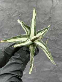 2026年最新】アガベ氷山の人気アイテム - メルカリ