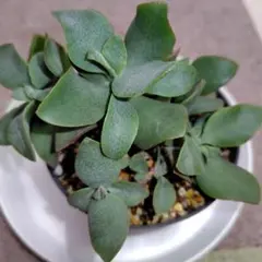 多肉植物 クラッスラ属 ブルーリボン 観葉植物 抜き苗