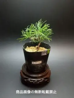 2026年最新】那須五葉の人気アイテム - メルカリ