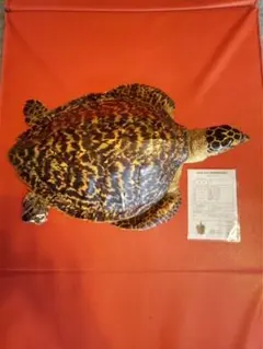 2025年最新】かめの剥製の人気アイテム - メルカリ