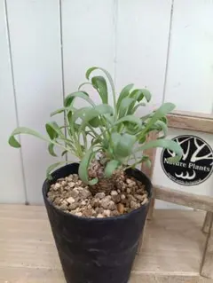 dakun様 リクエスト 6点 まとめ商品