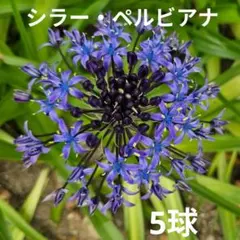 秋植え球根　シラー・ペルビアナ　青紫色の花　球根5球