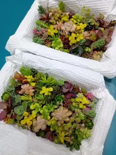15 多肉植物　セダム　カット苗セット♪寄せ植え♪強い品種♪20種以上