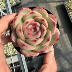 Top【選抜株】多肉植物 23361リベリア錦 4個 鉢無し/脱土 - メルカリ