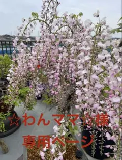 ☆わんママ☆様　専用ページ