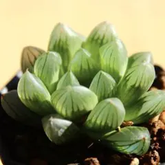 ハオルチア　ブラックオブツーサ