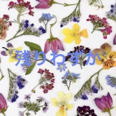 押し花ミックスセット