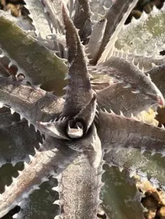 DBディッキア Dyckia Bill Baker hybrid #223 DBディッキア Dyckia Bill Baker hybrid #223 - メルカリ