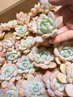 ルナ様 リクエスト 4点 まとめ商品