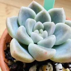 2025年最新】ぼのぼのさん苗の人気アイテム - メルカリ