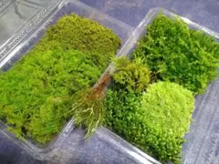 【最終値下げ】苔セット7点盛りのサムネイル