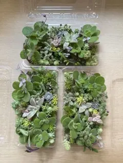 多肉植物セダムカット約50g詰め合わせ