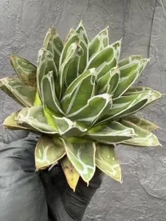 【アガベ】【斑入り】【充実サイズ】特選 笹の雪中斑 植物販売】兵庫県宝塚市㈱陽春園植物場ネット通販 アガベ・笹の雪