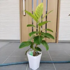 フィカス アルテシマ 観葉植物 160センチ鉢植え引き取り限定 フィカス アルテシマ 観葉植物 160センチ鉢植え引き取り限定 - メルカリ